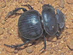 Pachysoma hippocrates