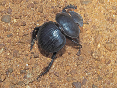 Pachysoma hippocrates