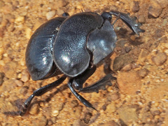 Pachysoma hippocrates