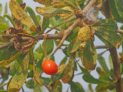 Tearosoma