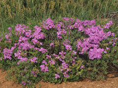 Ruschia langebaanensis