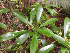 Anopterus glandulosus