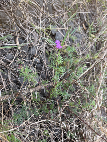 South American mock vervain