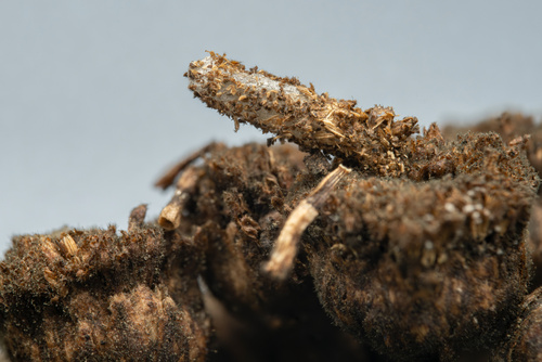 Coleophora bornicensis