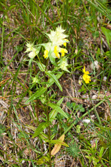 Rhinanthus glacialis
