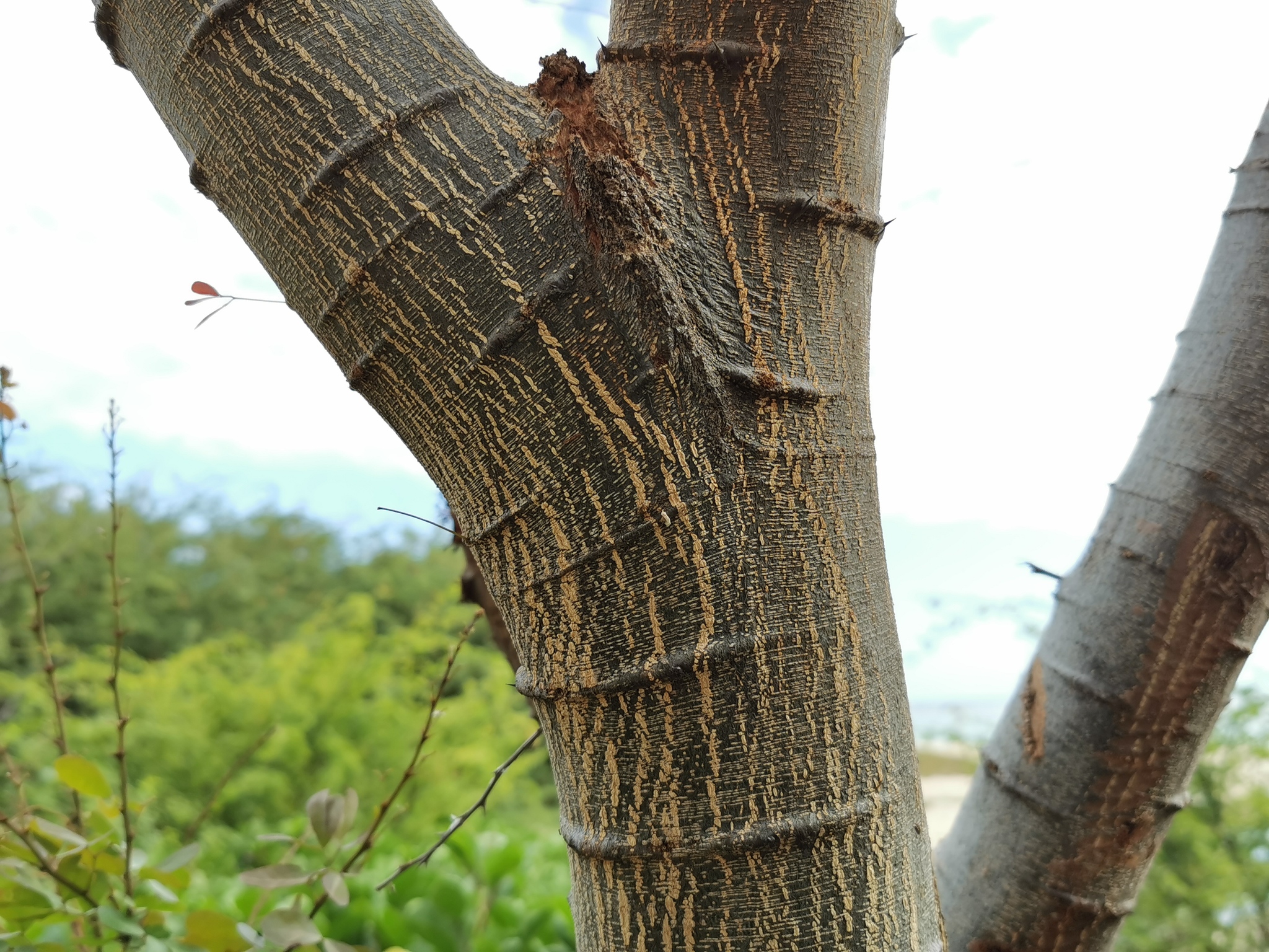 Fotos de Guamúchil (Pithecellobium dulce) · NaturaLista Mexico