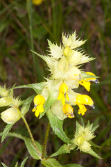 Rhinanthus glacialis