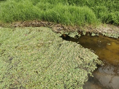 Pistia stratiotes image