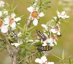 Castiarina xanthopilosa