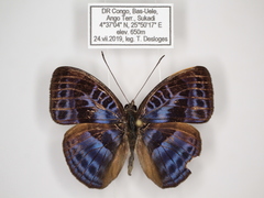 Euriphene goniogramma