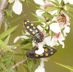 Castiarina xanthopilosa