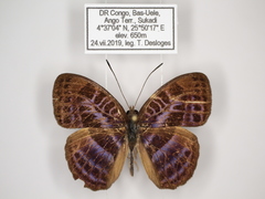 Euriphene goniogramma