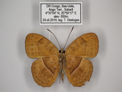Euriphene goniogramma