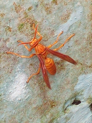 Polistes wattii