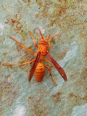 Polistes wattii