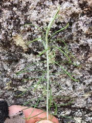 Cassinia laevis