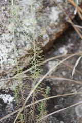 Cassinia laevis