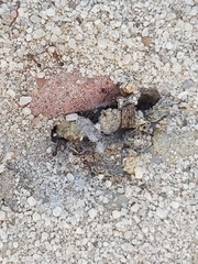 Myrmicinae