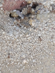 Myrmicinae