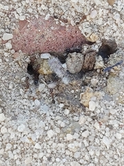 Myrmicinae
