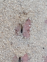 Myrmicinae