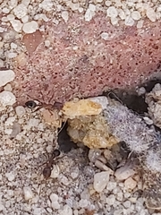 Myrmicinae