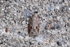Acleris ptychogrammos