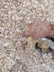 Myrmicinae