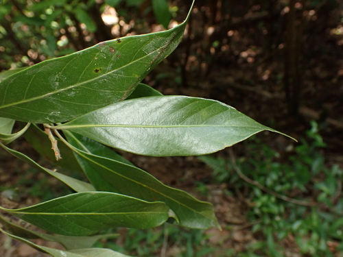 Lithocarpus litseifolius observed 2025-09-12