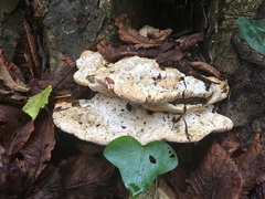 Rigidoporus ulmarius