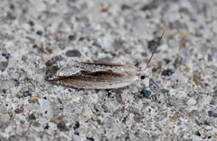 Ancylis goodelliana