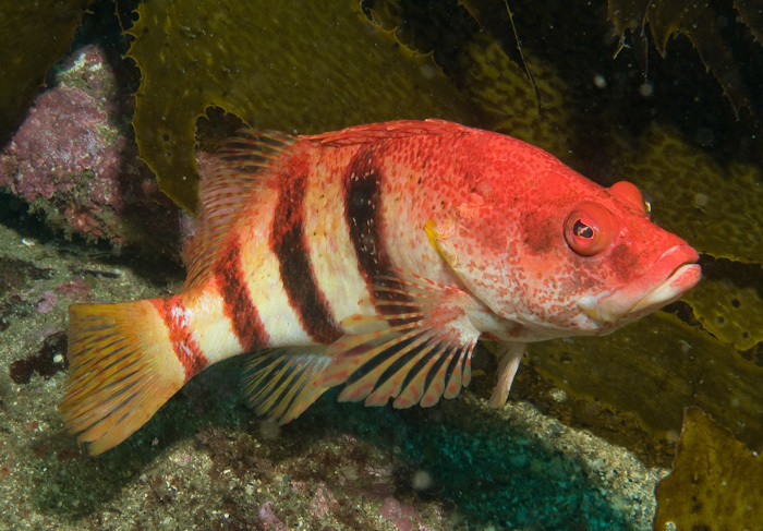 Banded Seaperch
