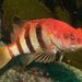 Banded Seaperch - Photo (c) Erik Schlogl, some rights reserved (CC BY-NC), uploaded by Erik Schlogl