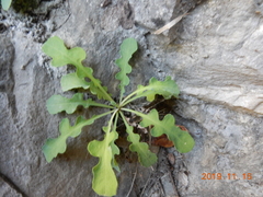 Ixeridium laevigatum