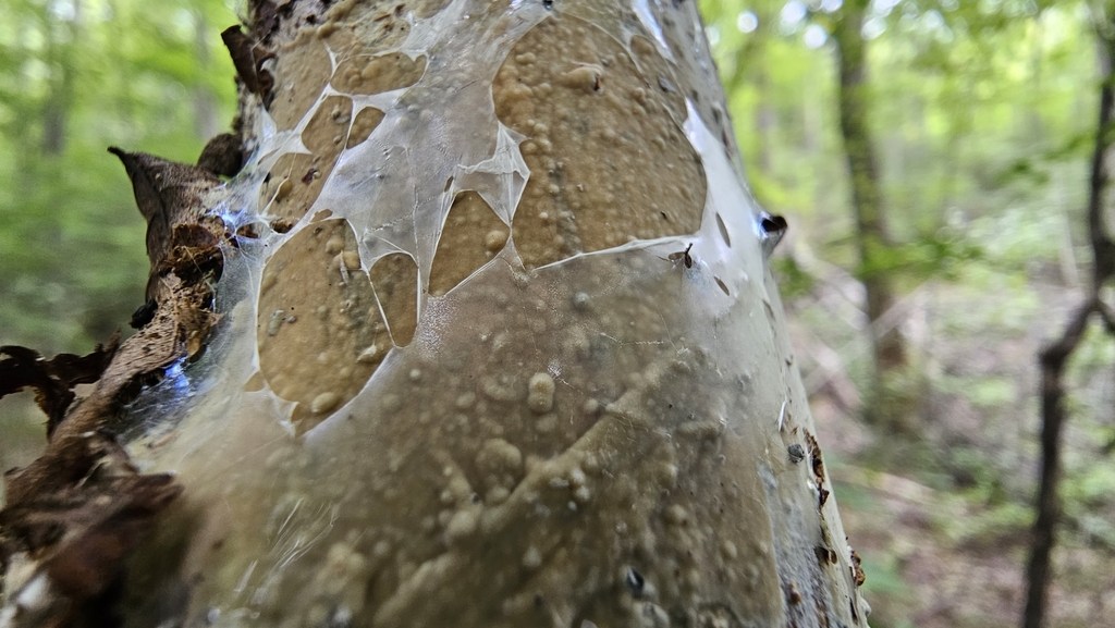 Phanerochaete rhodella
