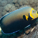 Conspicuous Angelfish - Photo (c) Erik Schlogl, some rights reserved (CC BY-NC), uploaded by Erik Schlogl