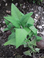 Salvia sagittata