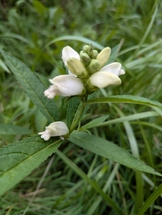 White turtlehead