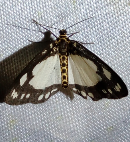 Abraxas punctifera