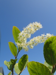 Homalium cochinchinense