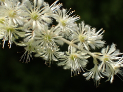 Homalium cochinchinense