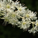 Homalium cochinchinensis - Photo (c) 葉子, algunos derechos reservados (CC BY-NC-ND)