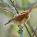 Yellow-chinned Spinetail - Photo (c) Cláudio Dias Timm, some rights reserved (CC BY-NC-SA)