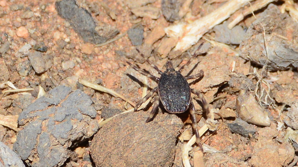Hyalomma glabrum