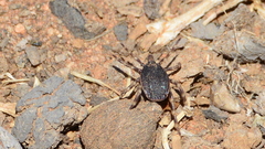 Hyalomma