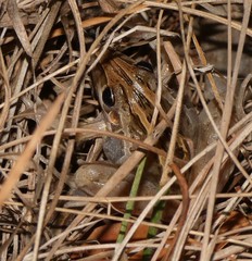 Litoria nasuta