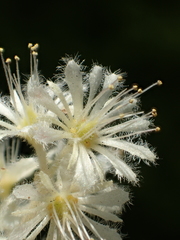 Homalium cochinchinense