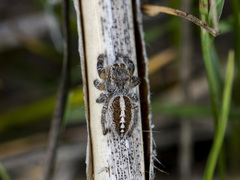 Pellenes seriatus