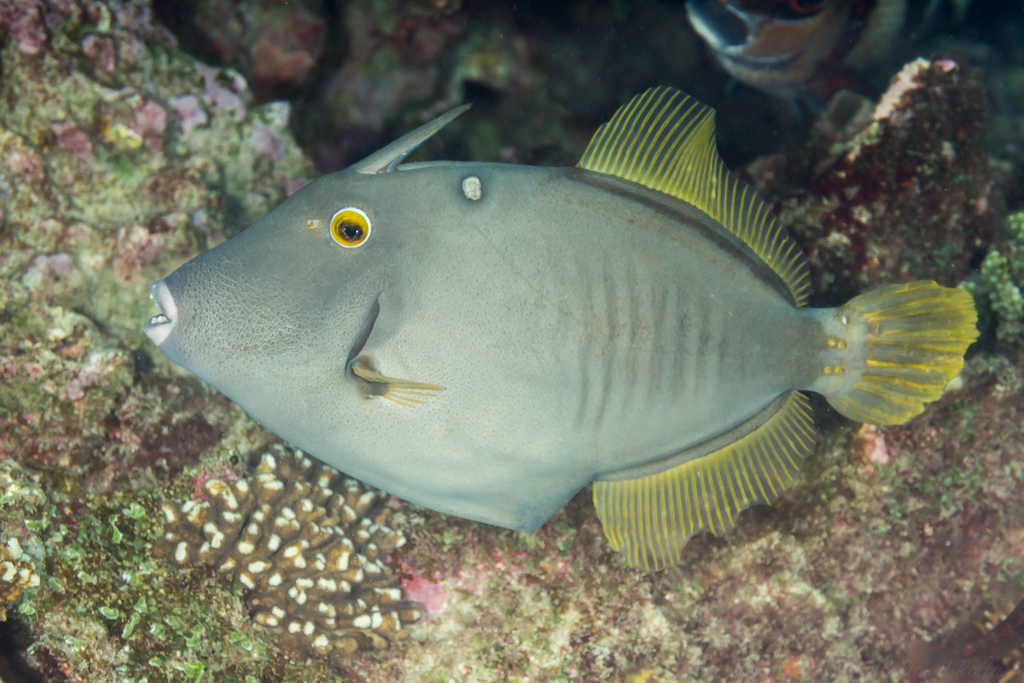 Barred Filefish from Lord Howe Island NSW 2898, Australia on November ...