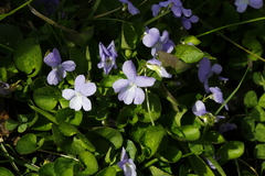 Viola sacchalinensis